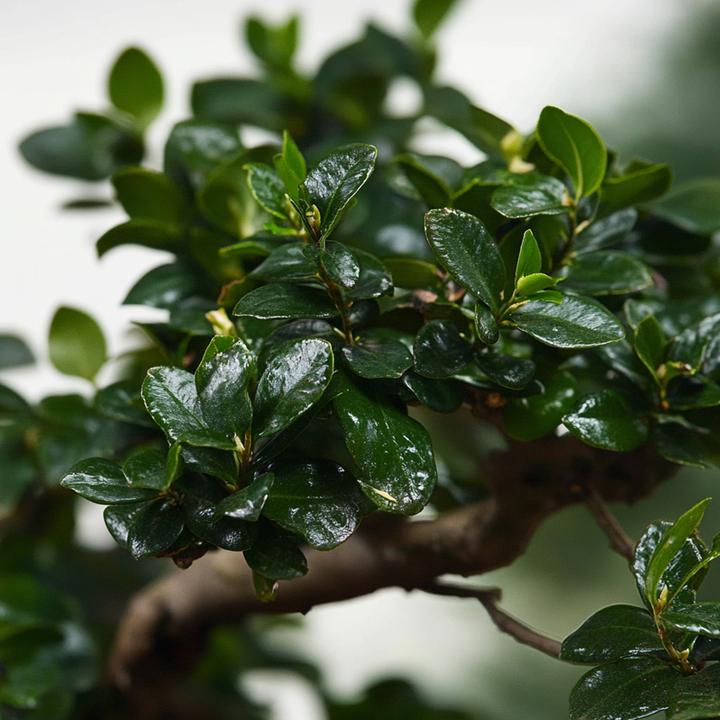 Actual product image Plant in a Box Carmona microphylla - Bonsai trees (20 cm)
