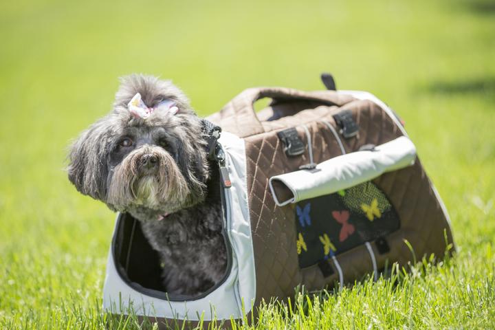 Actual product image Pet Ego Jet Set (Dog, Washable)