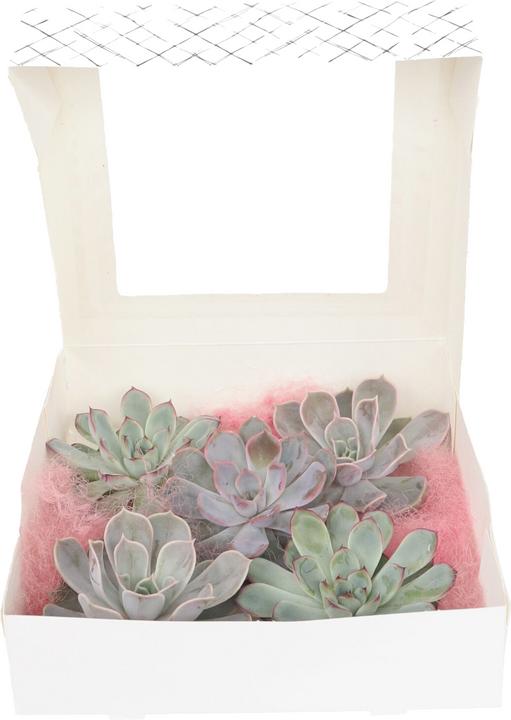 Produktbild Plant in a Box Echeveria lilacina - 5er Mischung Echeveria DIY (7 cm)