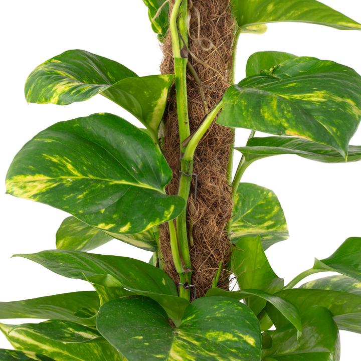 Image du produit Flowerbox Set de 3 lépreux sur tige de mousse - Epipremnum aureum (50 cm)
