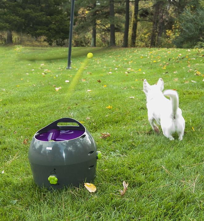 Image du produit PetSafe Lanceur de balles (Jouet à balle chien)