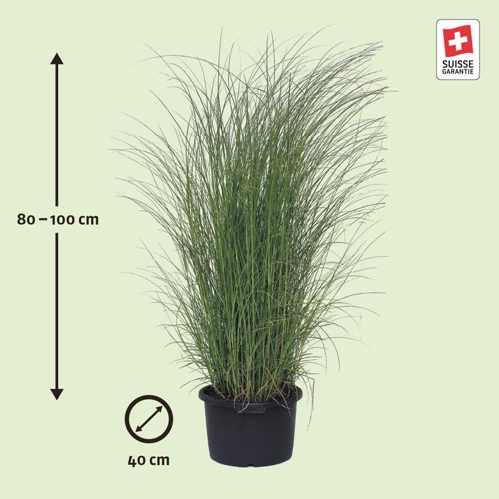 Image du produit Zulauf Chinaschilf / Miscanthus si. 'Gracillimus' (80 cm)