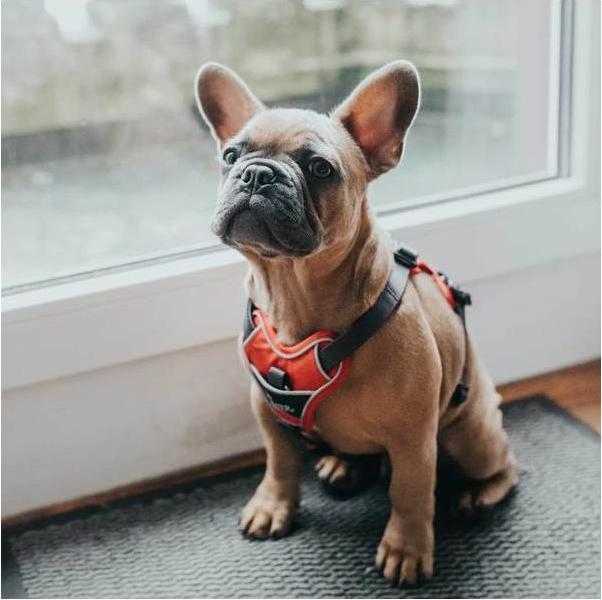 Produktbild Hunter Geschirr Divo (XS, Hund, Allgemein)