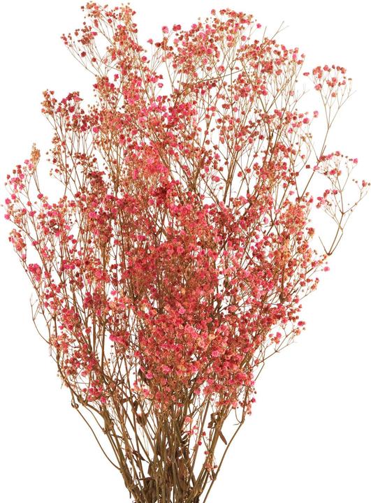 Actual product image Geschenkkörbe CH Gypsophila dried flowers, pink (Dried flowers)