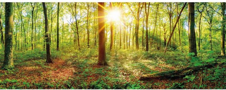 Image du produit Trenddeko Au coeur de la forêt (480 x 260 cm)