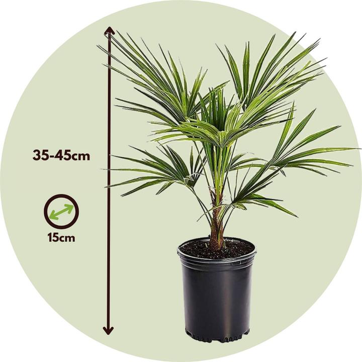 Actual product image Plant in a Box Trachycarpus Fortunei - (35 cm)