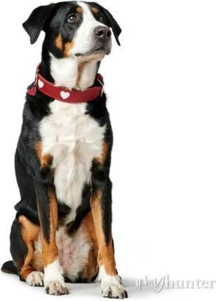Produktbild Hunter Halsband Love für Hunde 42 (42, Hund, Hundesport)