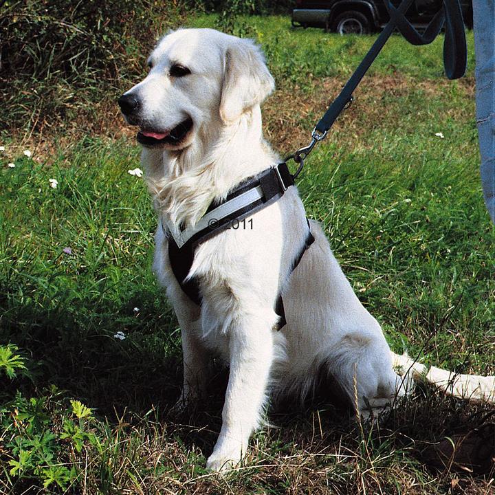 Image du produit Kleinmetall Ceinture de sécurité Allsafe pour chiens (M, Chien, Travail, Sport canin, Jogging, Promenade)