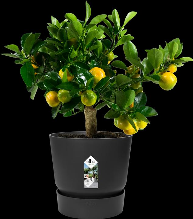 Actual product image Elho Flower pots (29.50 cm)