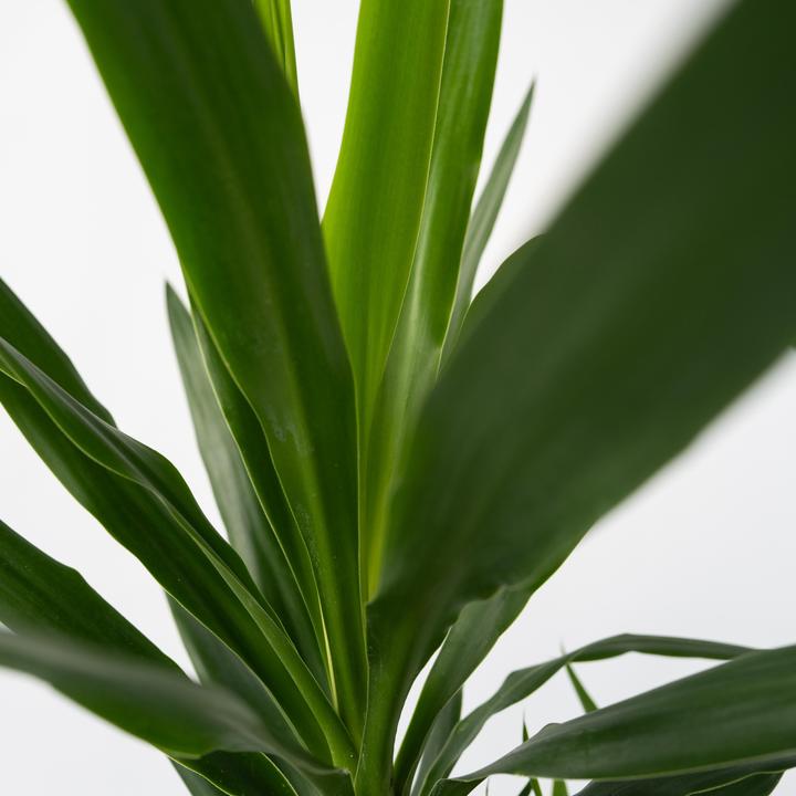 Immagine prodotto Plant in a Box Yucca elephantipes - (50 cm)