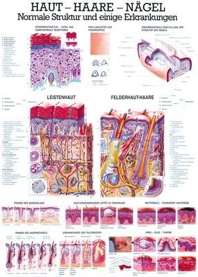 Image du produit Ruediger RÜDIGER Planche pédagogique laminée Peau - Cheveux - Ongles 70 x 100 fr (70 x 100 cm)