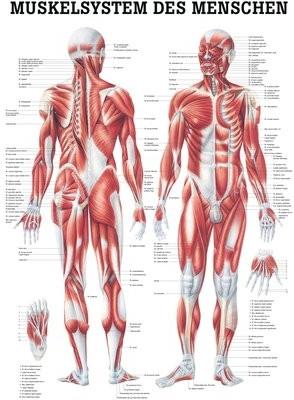 Immagine prodotto Ruediger RÜDIGER Grafico del sistema muscolare laminato 70 x 100 de (70 x 100 cm)