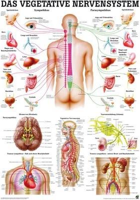 Image du produit Ruediger RÜDIGER Mini-Poster Système nerveux végétatif 23 x 33 fr (23 x 33 cm)