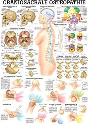 Produktbild Ruediger RÜDIGER Lehrtafel laminiert Craniosacrale Osteopathie 70 x 100 de (70 x 100 cm)