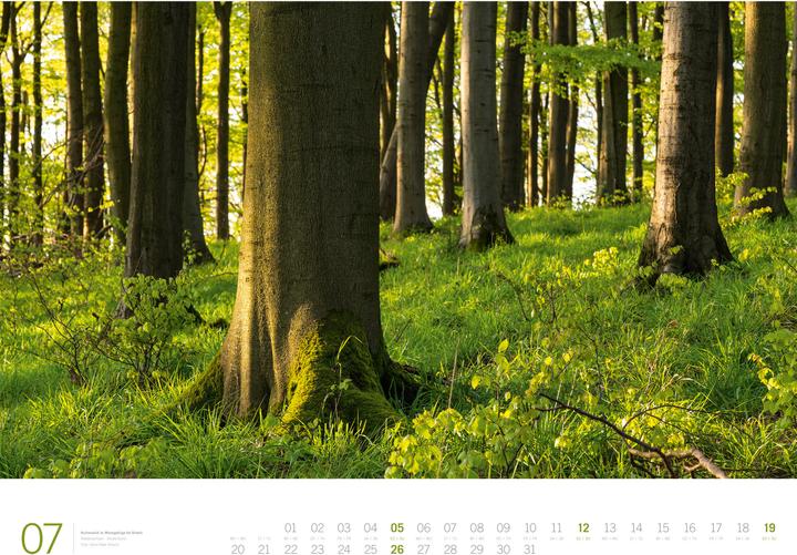 Image du produit Wald - Gallery Kalender 2026 (66 x 50 cm, Couverture rigide, Anglais, Allemand)