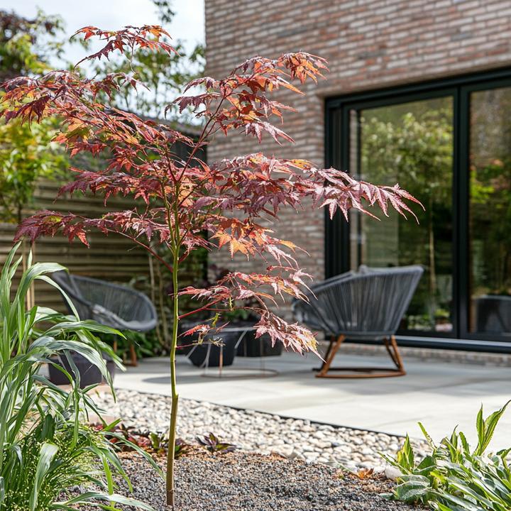 Produktbild Plant in a Box Acer palmatum 'Starfish' - Ahorn Baum (60 cm)