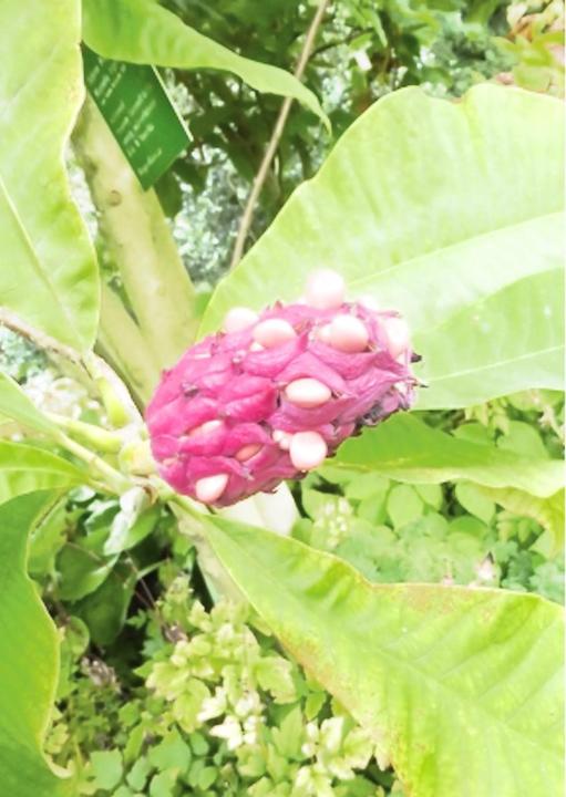 Produktbild Tropica Nordamerik. Schirm-Magnolie (Magnolia tripetala) (Pflanzensamen)