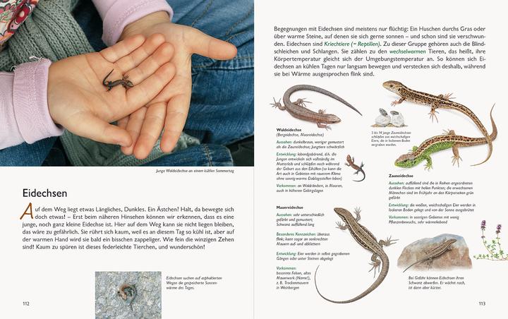 Produktbild Wawra's Naturbuch, Band 1: Säugetiere, Vögel, Reptilien, Amphibien (Deutsch, Johannes Wawra, Ursula Wawra, 2020)