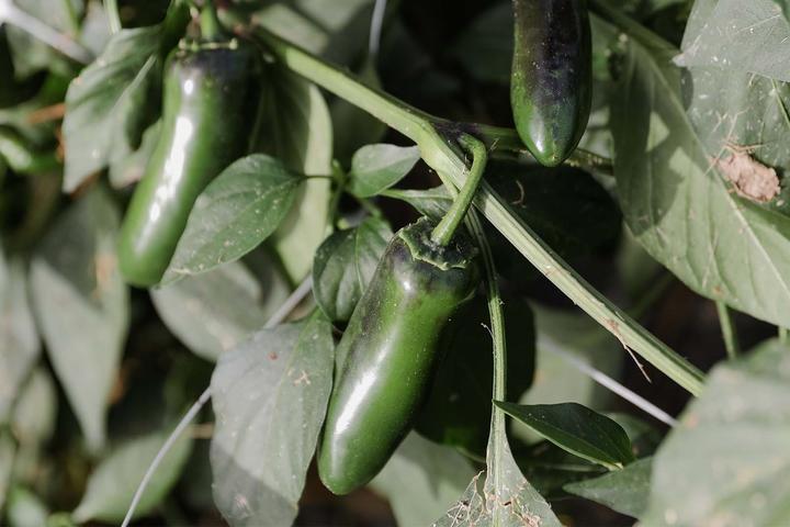 Produktbild Zollinger Bio Peperoni, Nadapeno