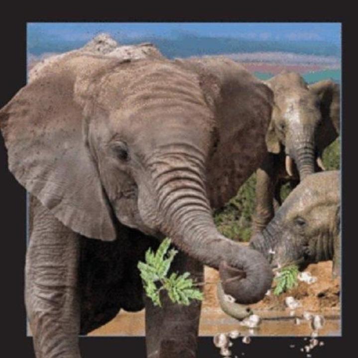 Actual product image Worth Keeping 3D-Elefant-Magnet