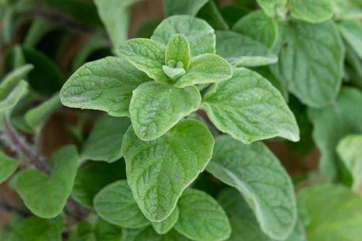Actual product image Zollinger Bio Syrian oregano, zaatar (Seedlings)