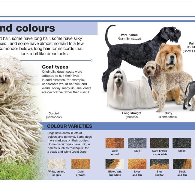 Actual product image Pocket Eyewitness Dogs (English, 2018)