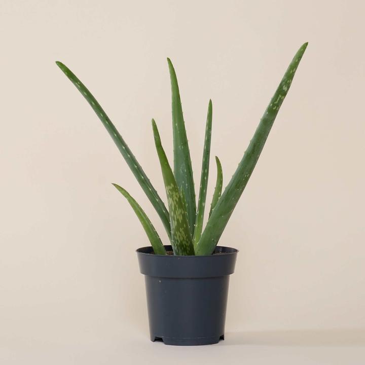 Immagine prodotto Mary and Plants Aloe Vera (30 cm)