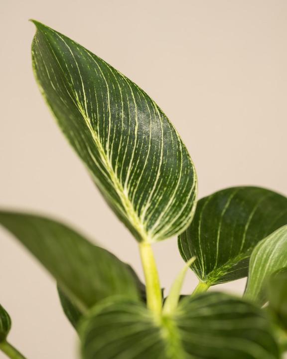 Image du produit feey Philodendron Birkin 'White Measure' (mesure blanche) (30 cm, Fraîchement rempotés)