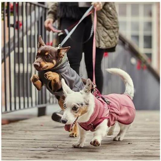 Image du produit Hurtta Razzle-Dazzle blackberry Gr.40 (S, Pull-over pour chien)