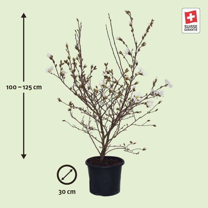 Immagine prodotto Zulauf Stern-Magnolie / Magnolia stellata (125 cm)