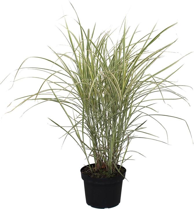 Image du produit Zulauf Chinaschilf / Miscanthus si. Variegatus (50 cm)