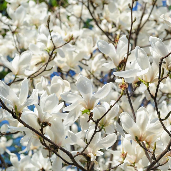 Actual product image Plant in a Box Magnolia susan, soulangeana, stellata (25 cm)