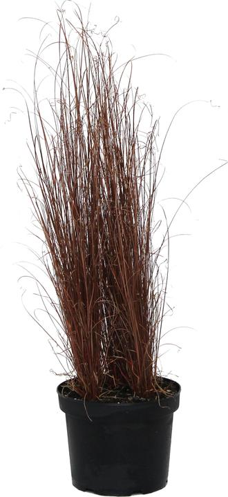 Actual product image Zulauf Laîche de la Renarde (60 cm)