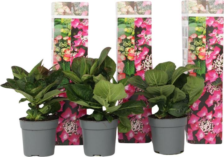 Immagine prodotto Plant in a Box Ortensia macrophylla teller 'Red Bull' - Set di 3 ortensie (25 cm)