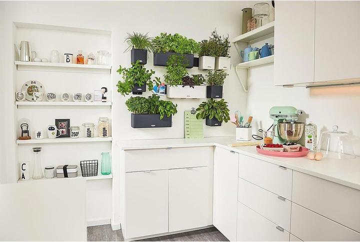 Produktbild Lechuza Green Wall Home Kit (15 cm)
