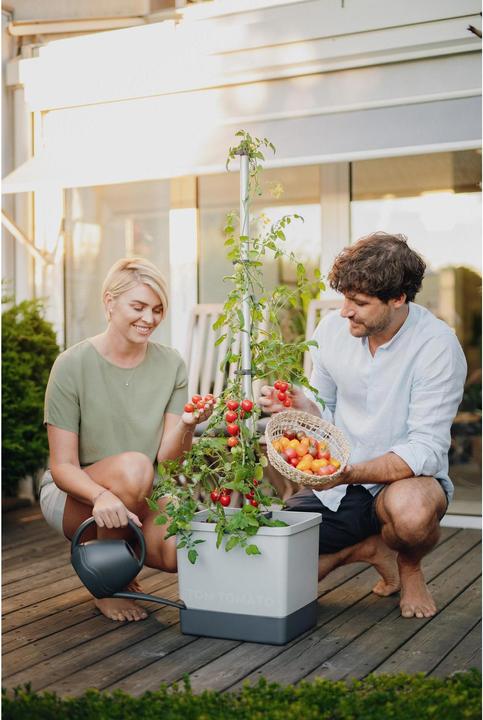 Actual product image Gusta Garden Tom Tomato (35 cm)