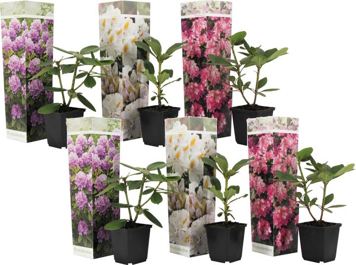 Produktbild Plant in a Box Rhododendron catawbiense purple, Cunningham's White, Elegans Pink - 6er Set Gartenpflanzen (25 cm)