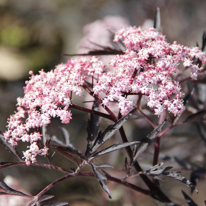 Image du produit Zulauf Schwarzer Holunder / Sambucus nig. 'Black Lace' (70 cm)
