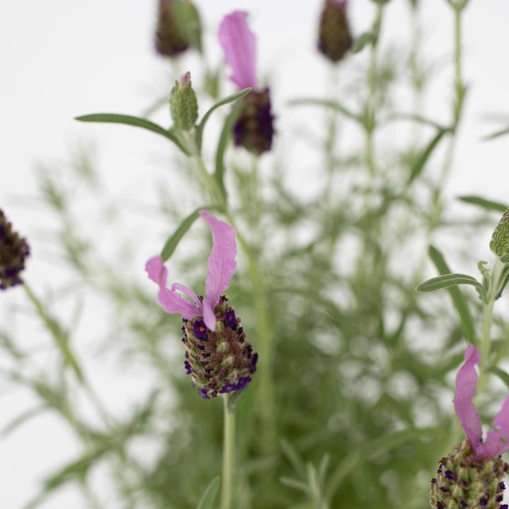 Image du produit Plant in a Box Lavandula stoechas 'Anouk' - Arbre à lavande (45 cm)