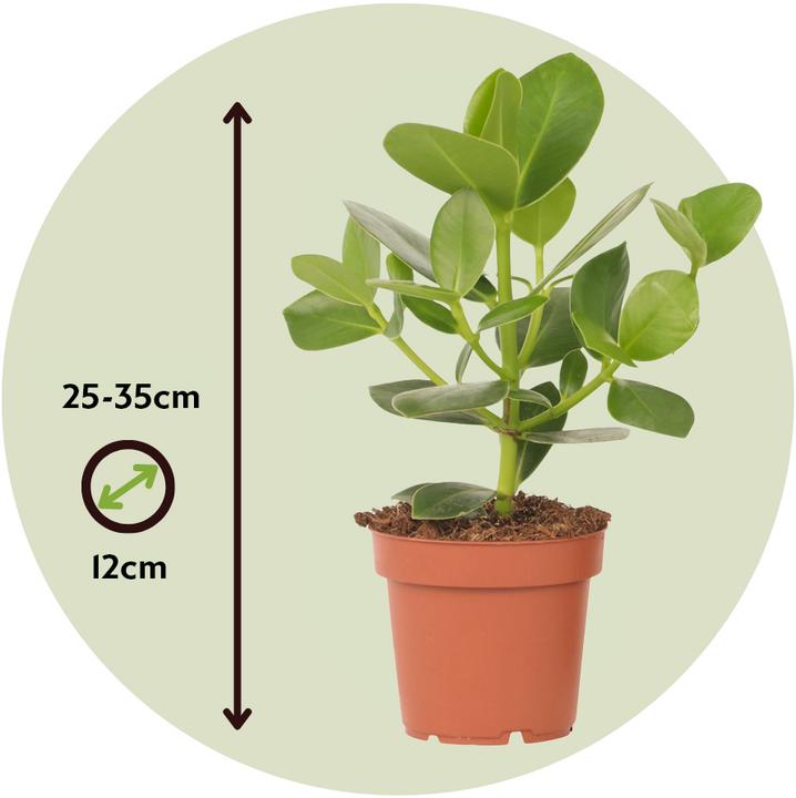 Image du produit Plant in a Box Clusia rosea Princess - Lot de 4 (25 cm)