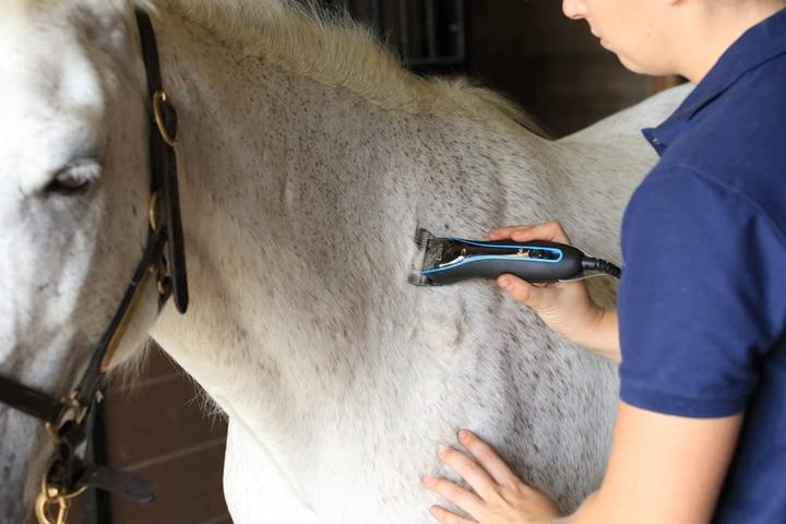 Immagine prodotto Oster Testa di tosatura per cani Motor Machine (Cane)