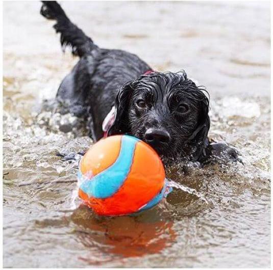 Produktbild Chuckit! ! Amphibious Mega Ball (Kauspielzeug Hund)