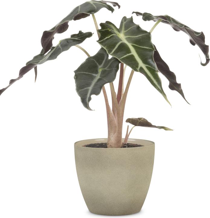 Image du produit Scheurich Stone (19 cm)