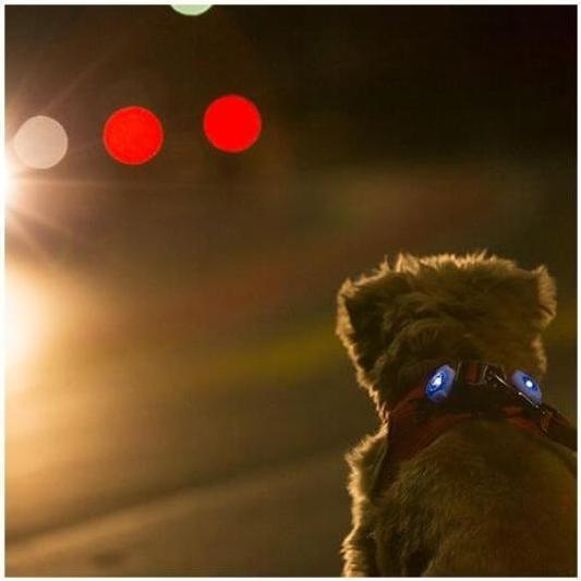 Actual product image Curli Luumi LED (Dog, General)