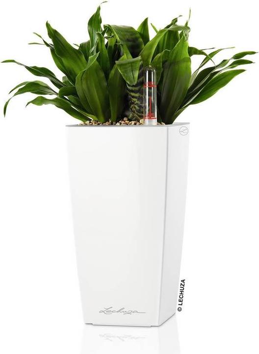 Actual product image Lechuza Mini Cubi (9.50 cm)