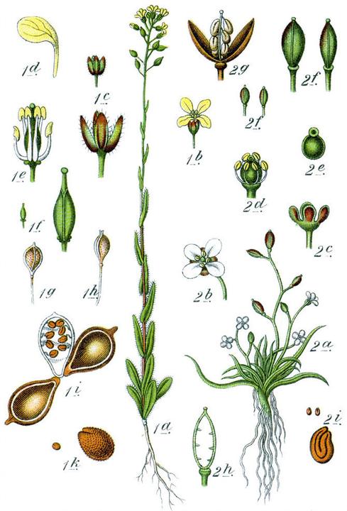 Image du produit Zollinger Bio Caméline (plante annuelle) (Germes)