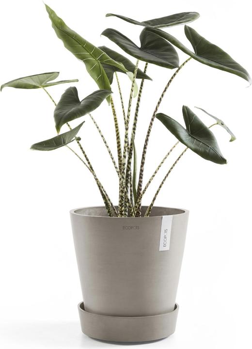 Actual product image Ecopots Saucer on Wheels