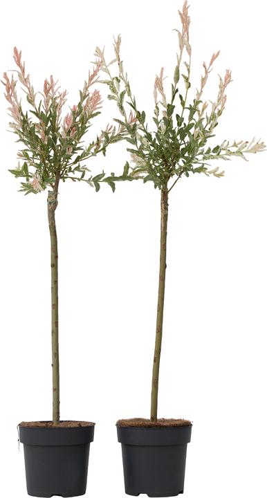 Plant in a Box Salix integra 'Flamingo' (100 cm)