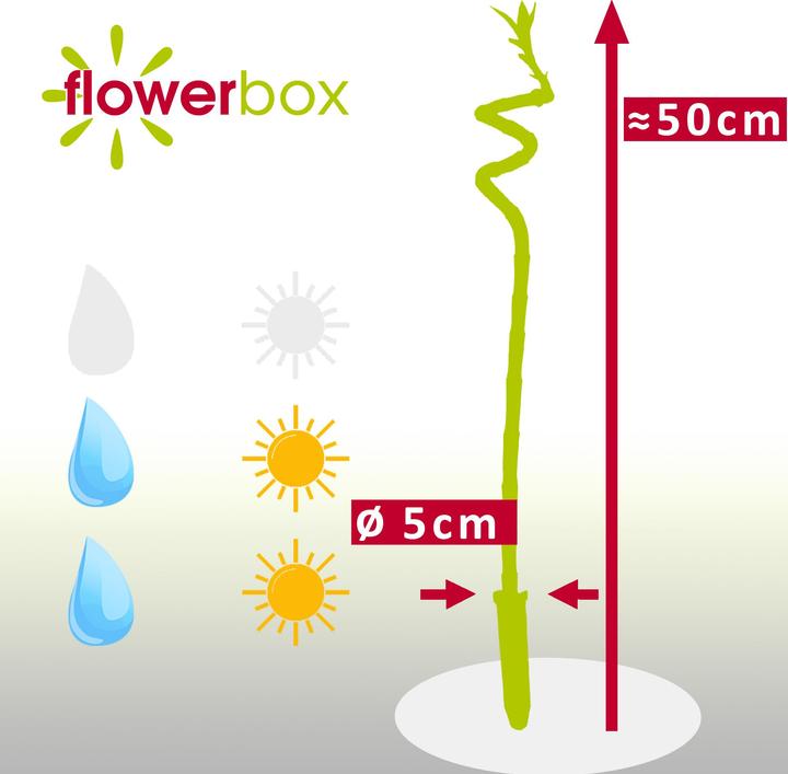 Immagine prodotto Flowerbox Lucky Bamboo - Dracaena Sanderiana (50 cm)