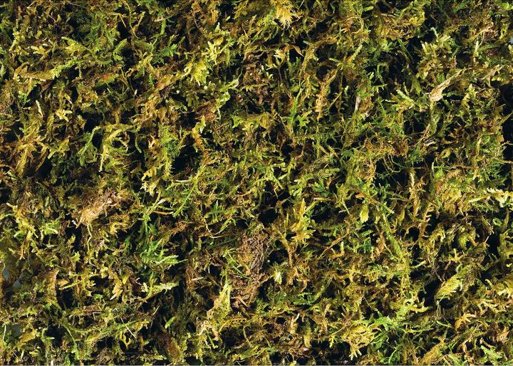 Produktbild Exo Terra Forest Moss Terrariensubstrat